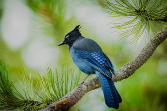 An image representing a category of many exotic birds