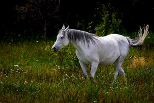 An image representing various domestic animals
