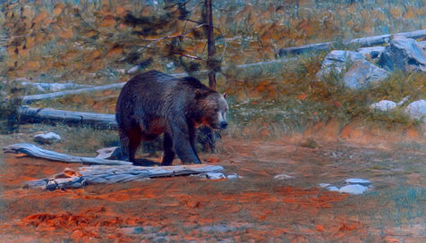 An image representing photos that have been digitally modified to give a more artistic look