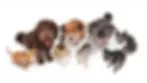 reaps-pet-waste-removal-poop-scoop-service-apollo-beach-33572