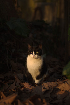 Gatto immerso nell'ombra e illuminato dalla luce della golden hour
