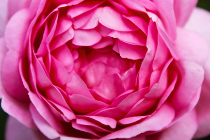 Fotografia macro di una rosa rosa