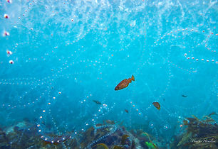 Pollack salps bloom.jpg