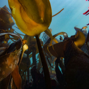 Cornish kelp forest