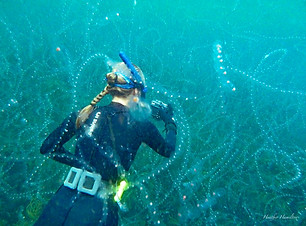 Me snorkelling through a sea salp bloom.