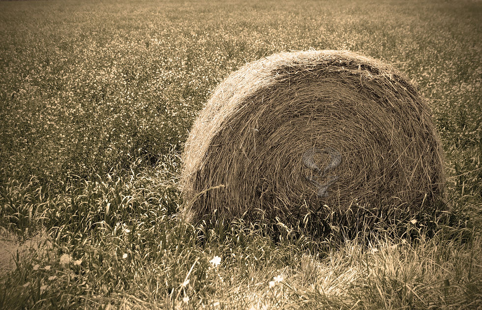 Hay Bale