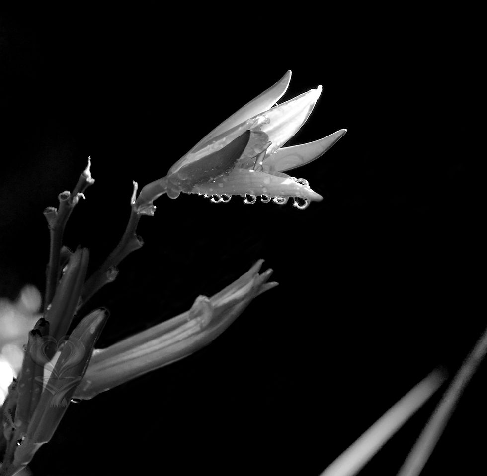 BW Flower with Dew