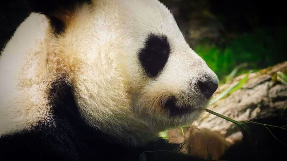 facebook_1758396136470_7375247948781876441