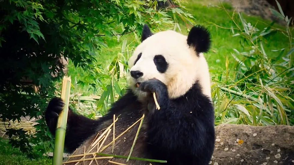 facebook_1758396113351_7375247851815934261