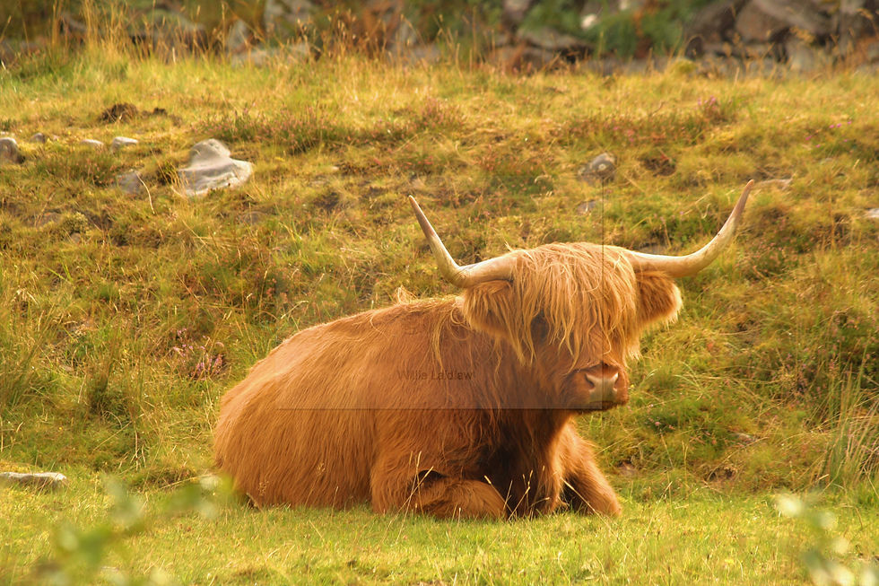 Scottish wildlife