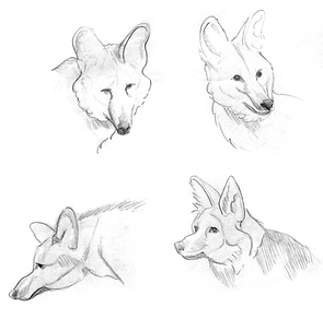 lobo.png