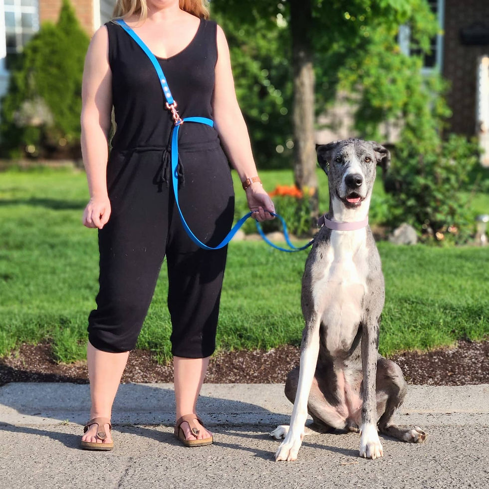 Thumbnail: 3/4" Hands-free Leash with Traffic Handle