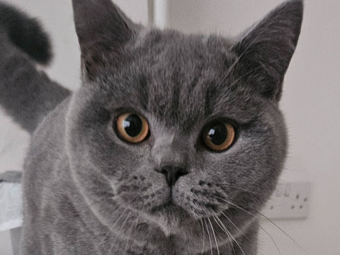 Inquisitive short hair cat.