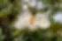 magnolia flower.webp