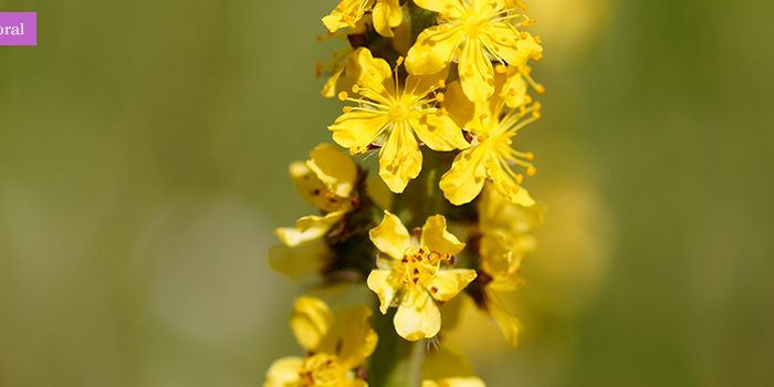Florais de Bach