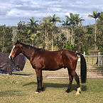Drover.webp