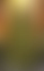 Happy Christmas and Year End Recap