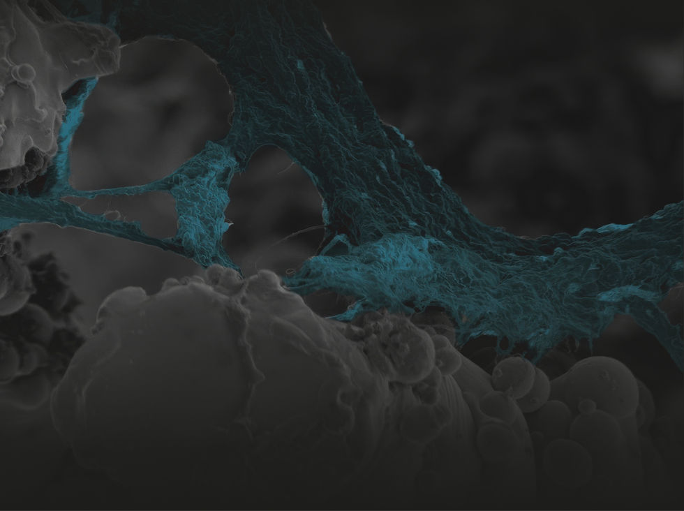 OSSTEC Micro Photography