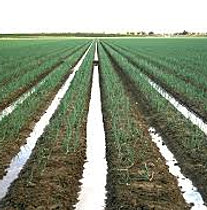 Sutut tarımsal su tutucu polimer fiyatı