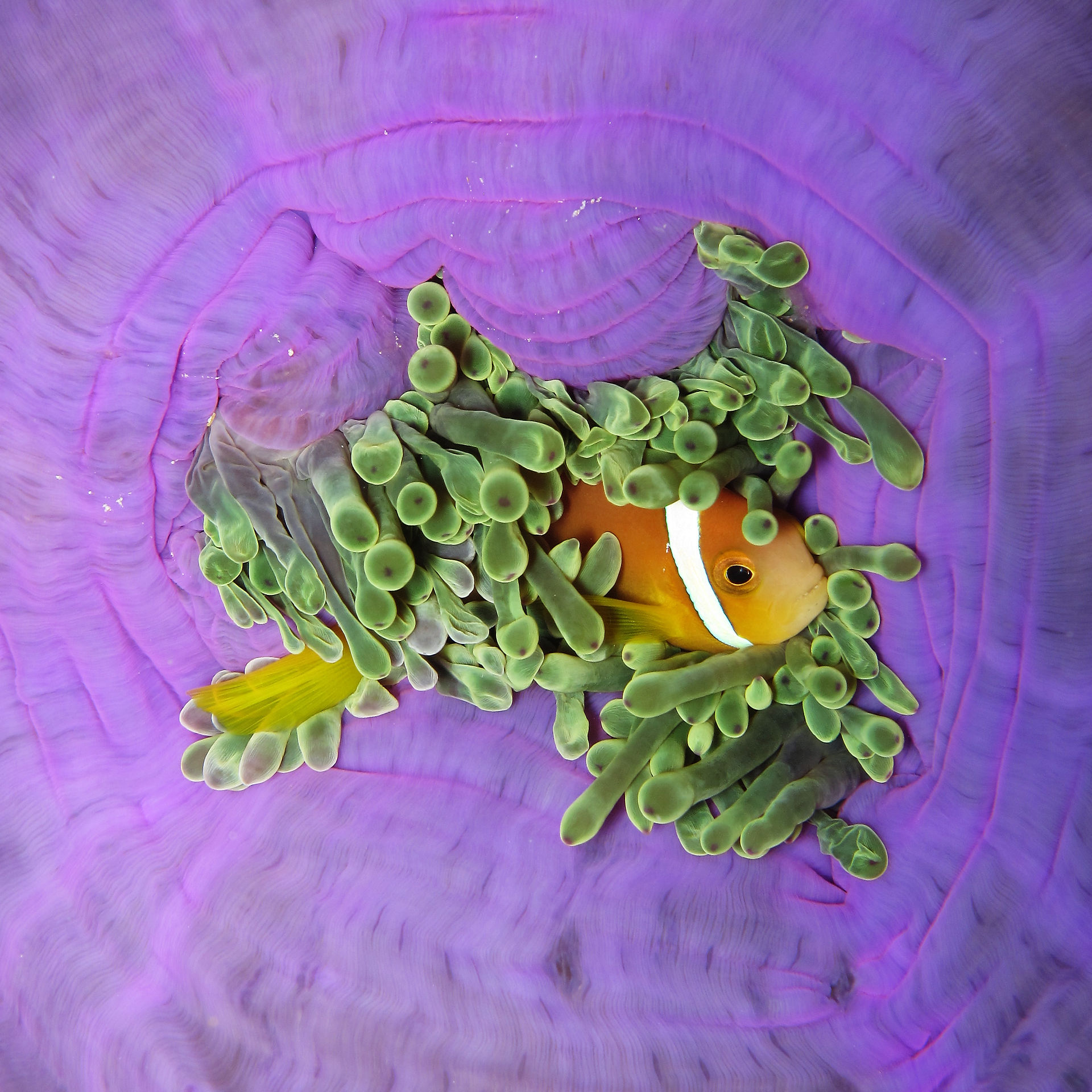 Purple Anemone