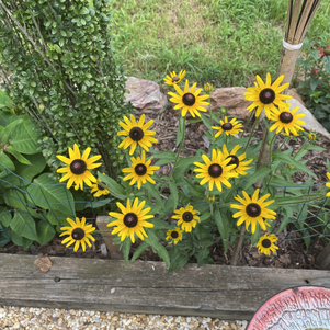 I love gardening