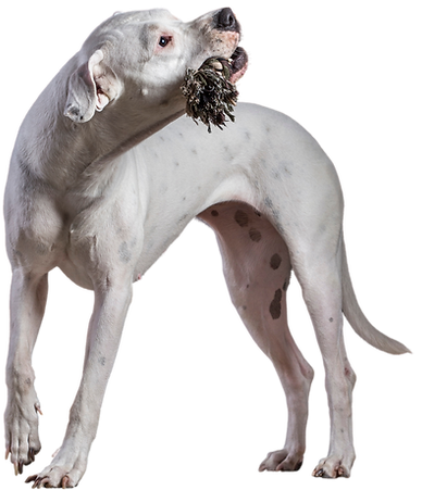 Layka Dogo Argentino