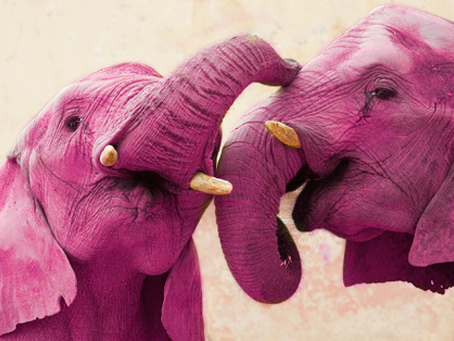 Não penses no Elefante Rosa...