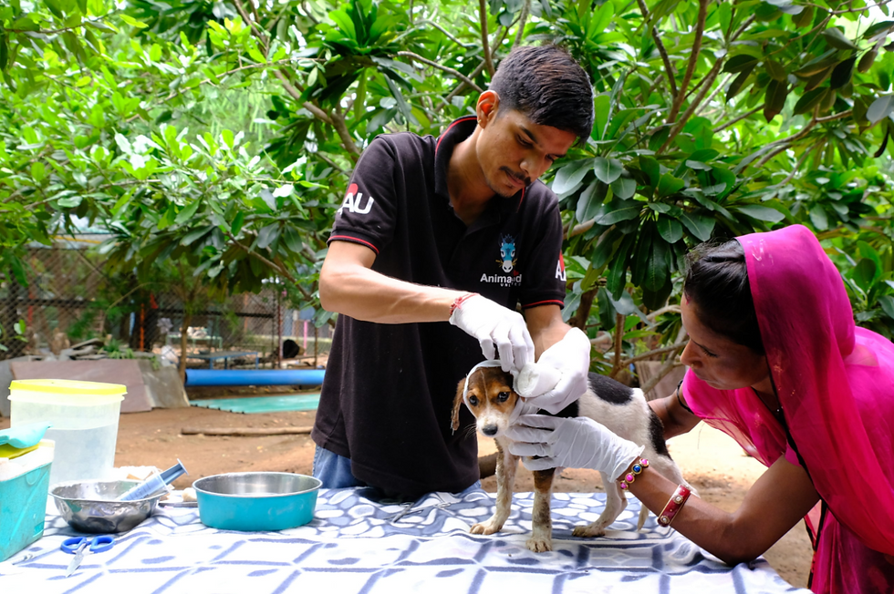 Image source: Animal Aid Unlimited