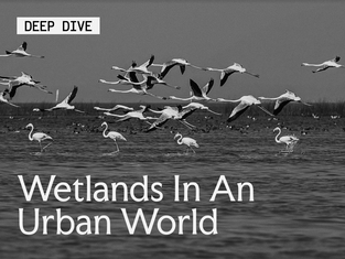 Wetlands in an Urban World