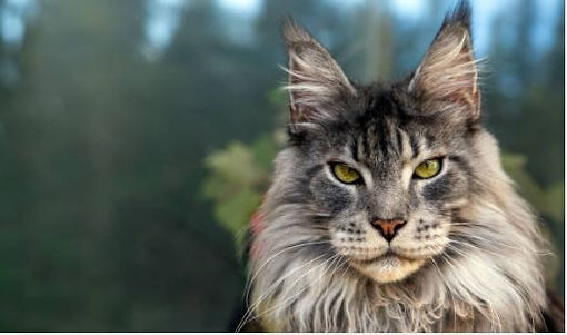 Silver Maine Coon Cat