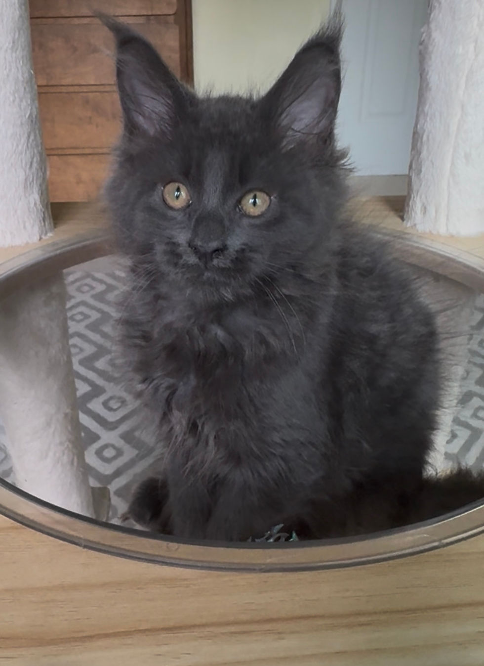 Viktor