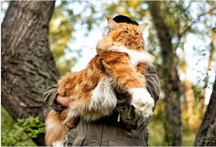 Giant Maine Coon Cat