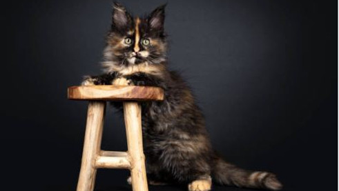 A maine coon kitten sitting on a stool