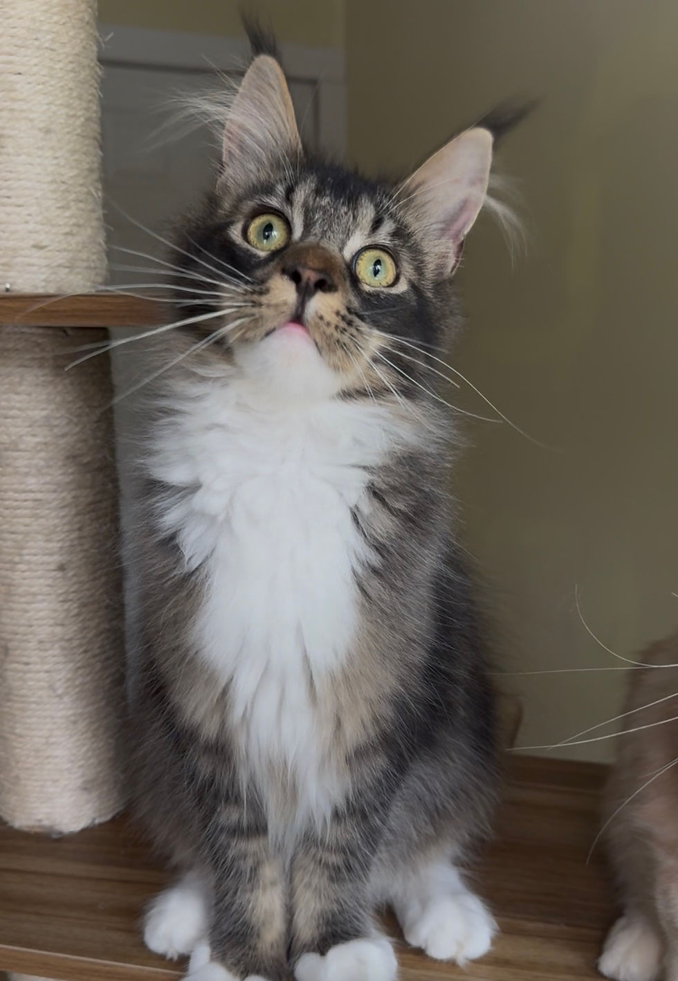 Mittens