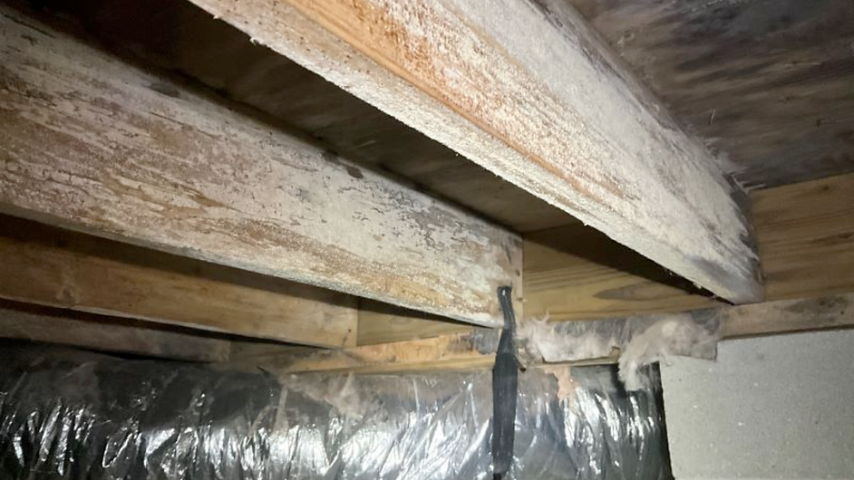 Mold in Crawl Spaces.png