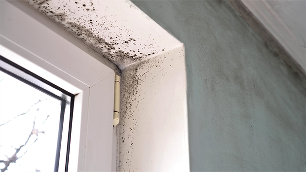 what causes mold around windows.png