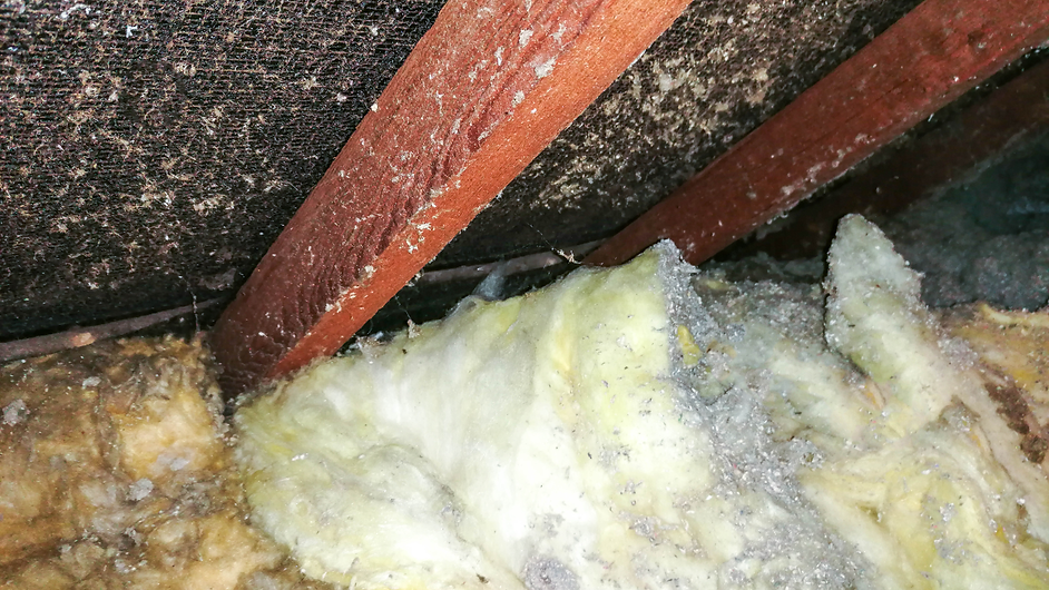 Mold in Attic.png