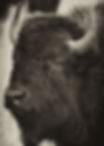Bison BW