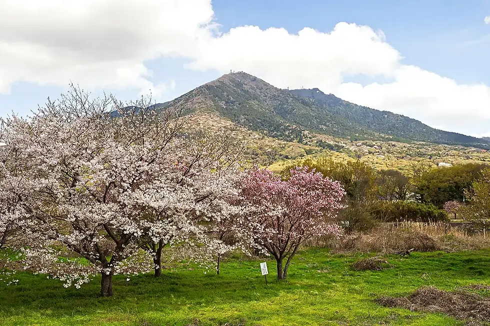 筑波山と桜