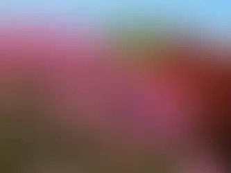 つつじの花