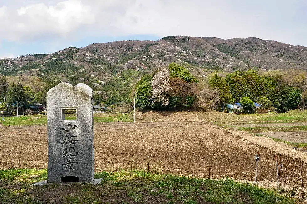 山桜絶景の石碑が田舎の田園風景に立つ。背景に山と緑豊かな木々が広がり、穏やかな雰囲気が漂う春の風景。