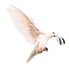 Logo for Rachel Roman Healing is a healing, peace dove in mid-flight representing Rachel Roman Healing offering bodywork, healing sessions and space clearing in Sacramento, CA.