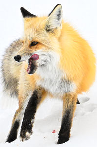 Fox