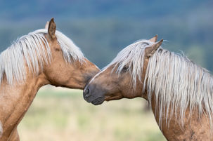 Loving Horses 