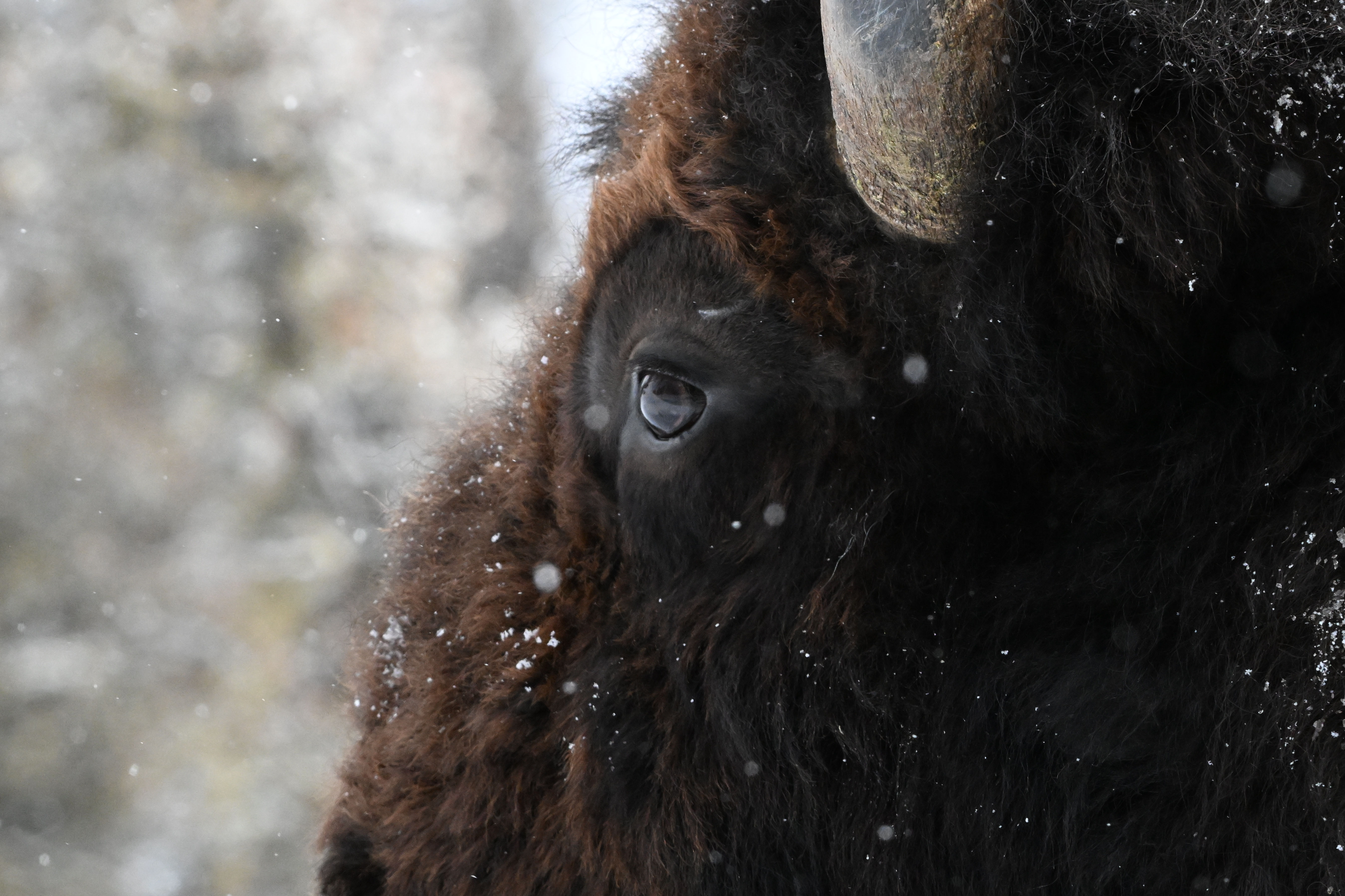 Buffalo Spirit Print