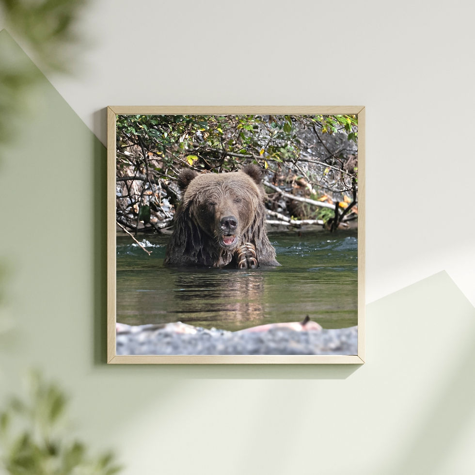 Thumbnail: The Singing Bear Print