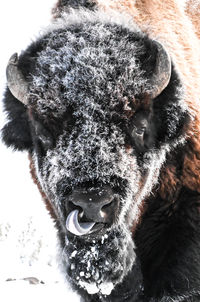 Bison