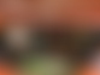 Yo! Wolves offers up exciting half-term holiday programme