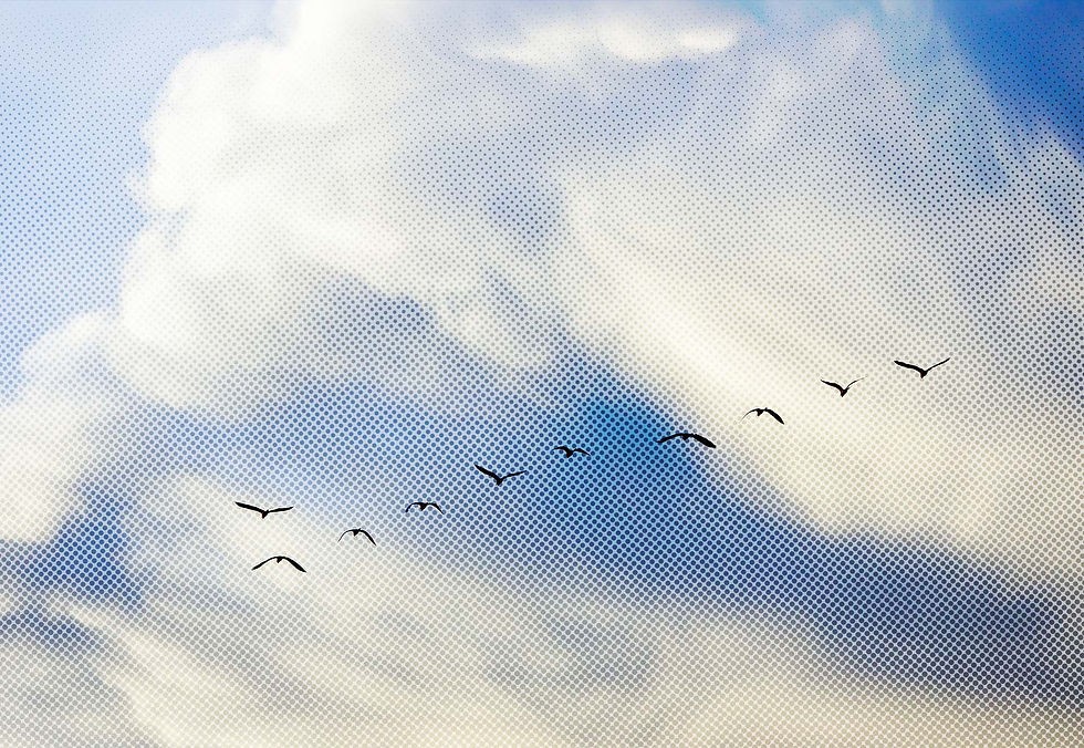Birds Sky.jpg