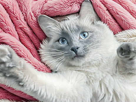 Wanna snuggle
